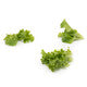 Lettuce Green Batavia Coulthard RZ Seeds