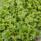 Lettuce Green Batavia Coulthard RZ Seeds