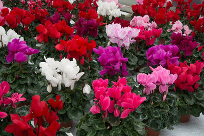 Cyclamen Halios Mix Seeds