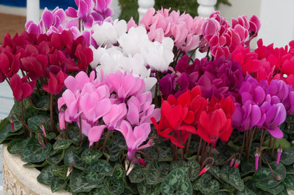 Cyclamen Metis Mix Seeds