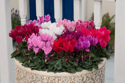 Cyclamen Metis Mix Seeds