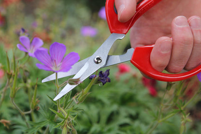 Darlac DP120 Softies Scissors UK SHIPPING ONLY