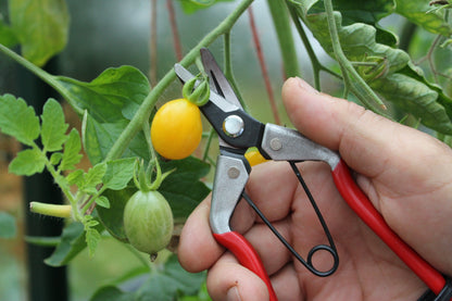 Darlac DP925 Curved Fruit Snips UK SHIPPING ONLY