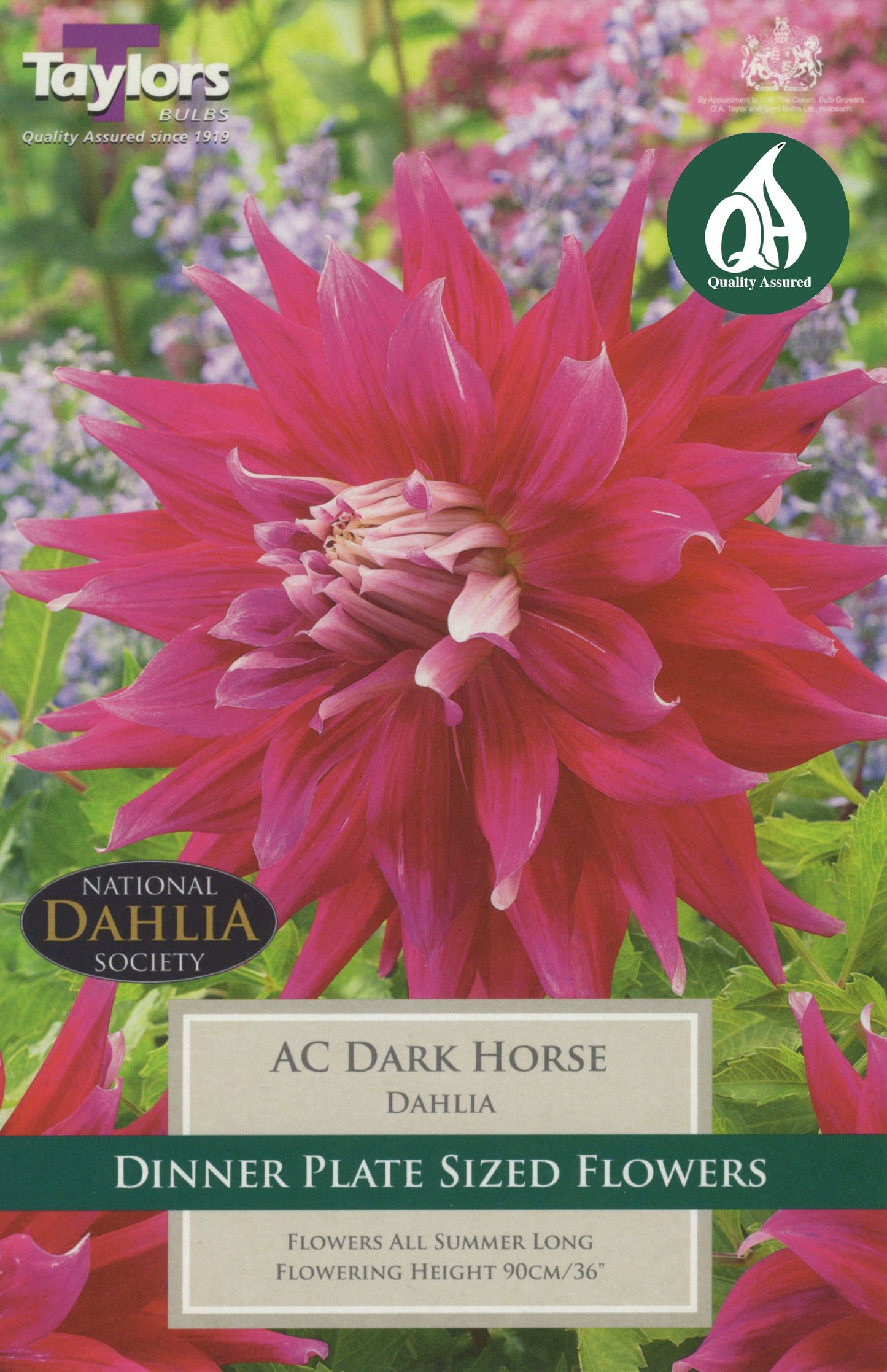 Taylors Flower - Dahlia - Dark Horse  - 1 Tuber