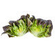 Lettuce Salanova Red Butterhead Davinci RZ Seeds