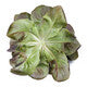 Lettuce Salanova Red Butterhead Davinci RZ Seeds