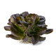 Lettuce Salanova Red Butterhead Davinci RZ Seeds