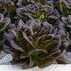 Lettuce Salanova Red Butterhead Davinci RZ Seeds