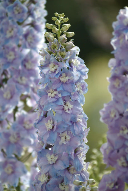 Delphinium Guardian F1 Hybrid Lavender Seeds