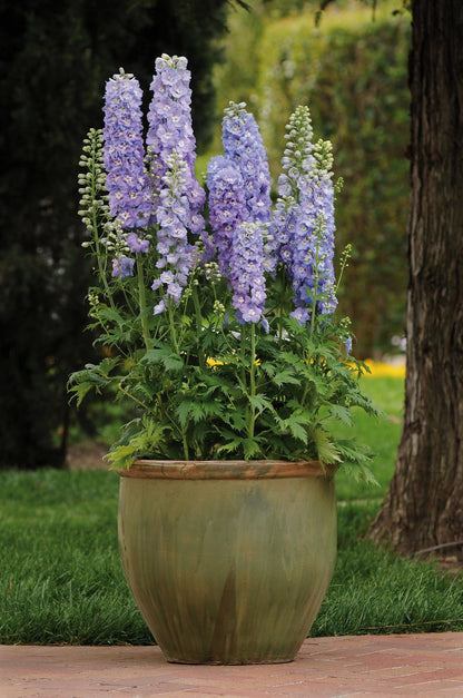 Delphinium Guardian F1 Hybrid Lavender Seeds