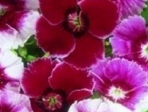 Dianthus Baby Doll Seeds