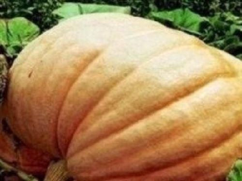 Pumpkin Dills Atlantic Giant Seeds