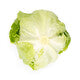 Lettuce Iceburg Diurnas RZ Seeds
