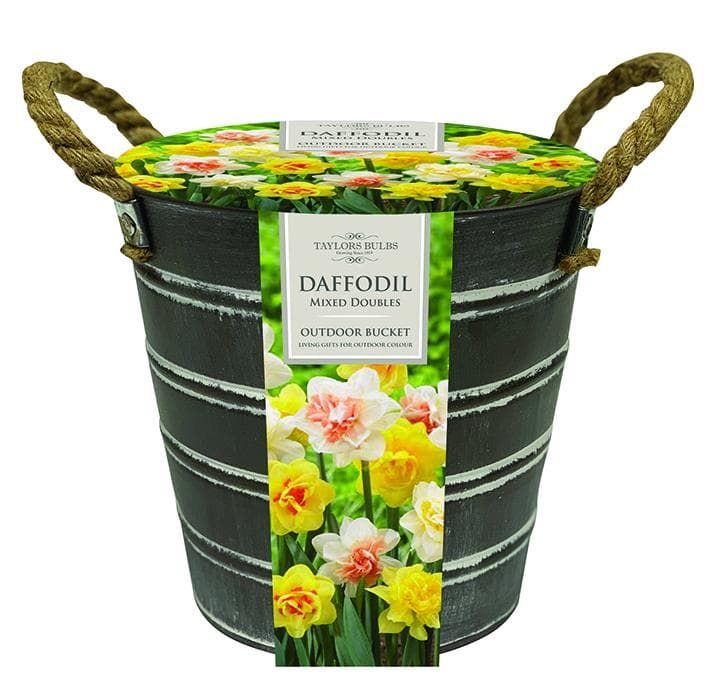 Taylors Outdoor Metal Buckets Mixed Double Daffodils