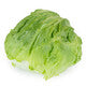 Lettuce Iceburg Evionas RZ Seeds