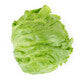 Lettuce Iceburg EVIONAS RZ Seeds