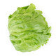 Lettuce Iceburg Evionas RZ Seeds