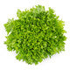 Lettuce Green Incised Salanova Exanimo RZ - LS11106 Seeds