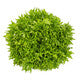 Lettuce Green Salanova crispy frisee Excipio RZ - LS10941 Seeds