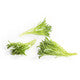 Lettuce Green Salanova® crispy frisée EXCIPIO RZ - LS10941 Seeds