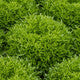 Lettuce Green Salanova® crispy frisée EXCIPIO RZ - LS10941 Seeds