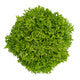 Lettuce Blond Incised Excursus RZ Seeds