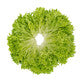 Lettuce Blond Incised Excursus RZ Seeds