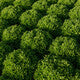 Lettuce Blond Incised Excursus RZ Seeds