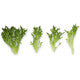 Lettuce Green Salanova Exonic RZ - LS11210 Seeds