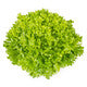 Lettuce Blond Crispy Exwatch RZ - LS11215 Seeds