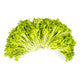 Lettuce Blond Crispy Exwatch RZ - LS11215 Seeds