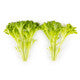 Lettuce Blond Crispy Exwatch RZ - LS11215 Seeds
