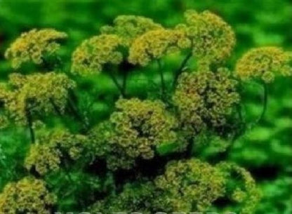 Dill Anethum graveolens Seeds