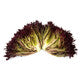 Lettuce Red Incised FROSTEX RZ - LS10813 Seeds