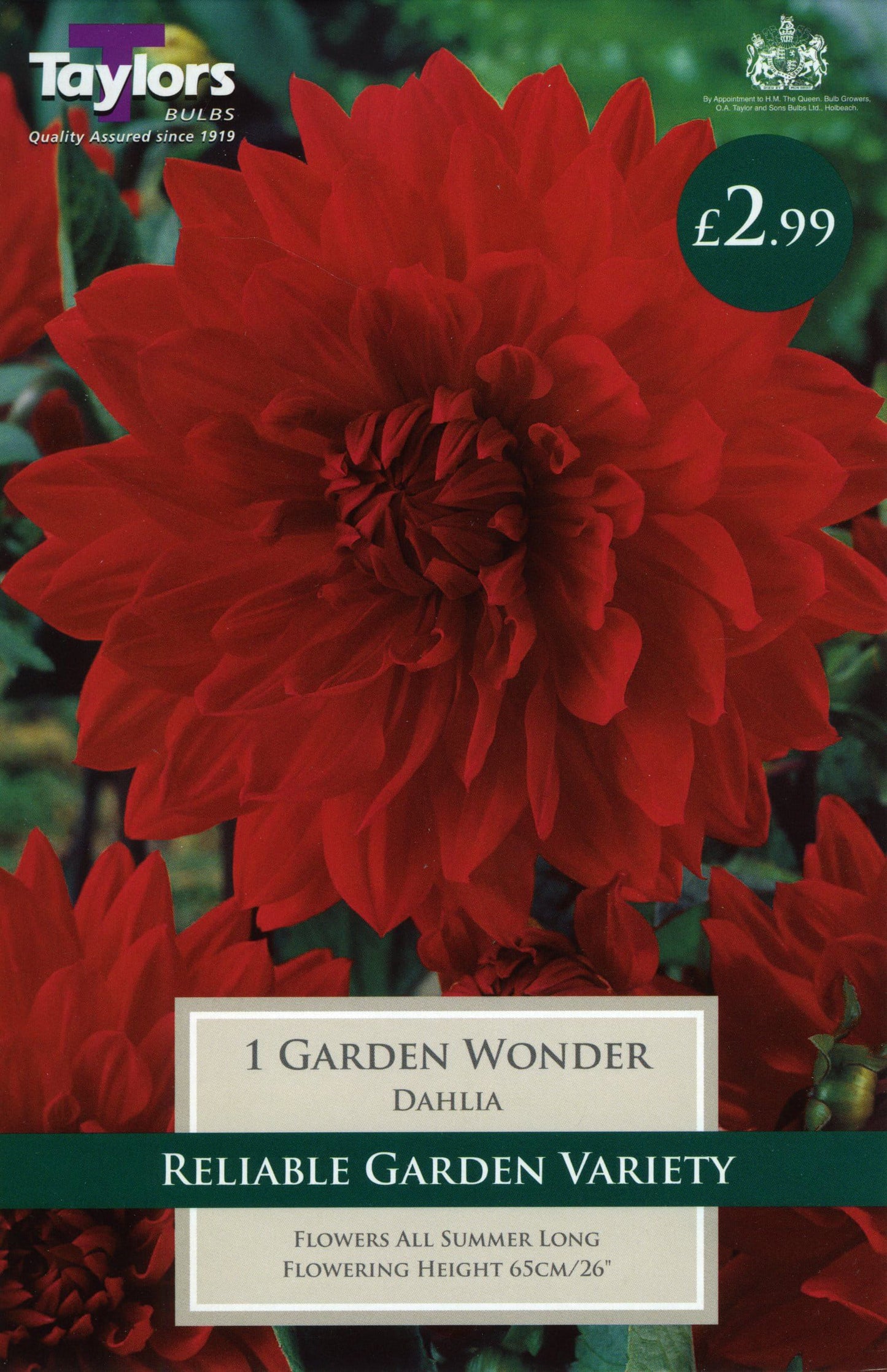 Taylors Flower - Dahlia - Decorative - Garden Wonder - 1 Tuber