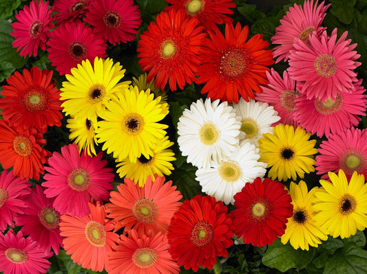 Gerbera Racket Gerbera Seed - Available Online – JustSeed