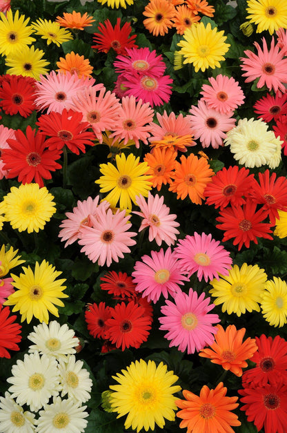Gerbera Revolution Select Mix Seeds