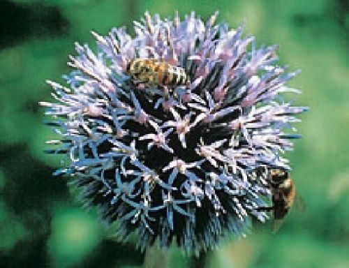 Globe Thistle Echinops Tienschanicum Seeds
