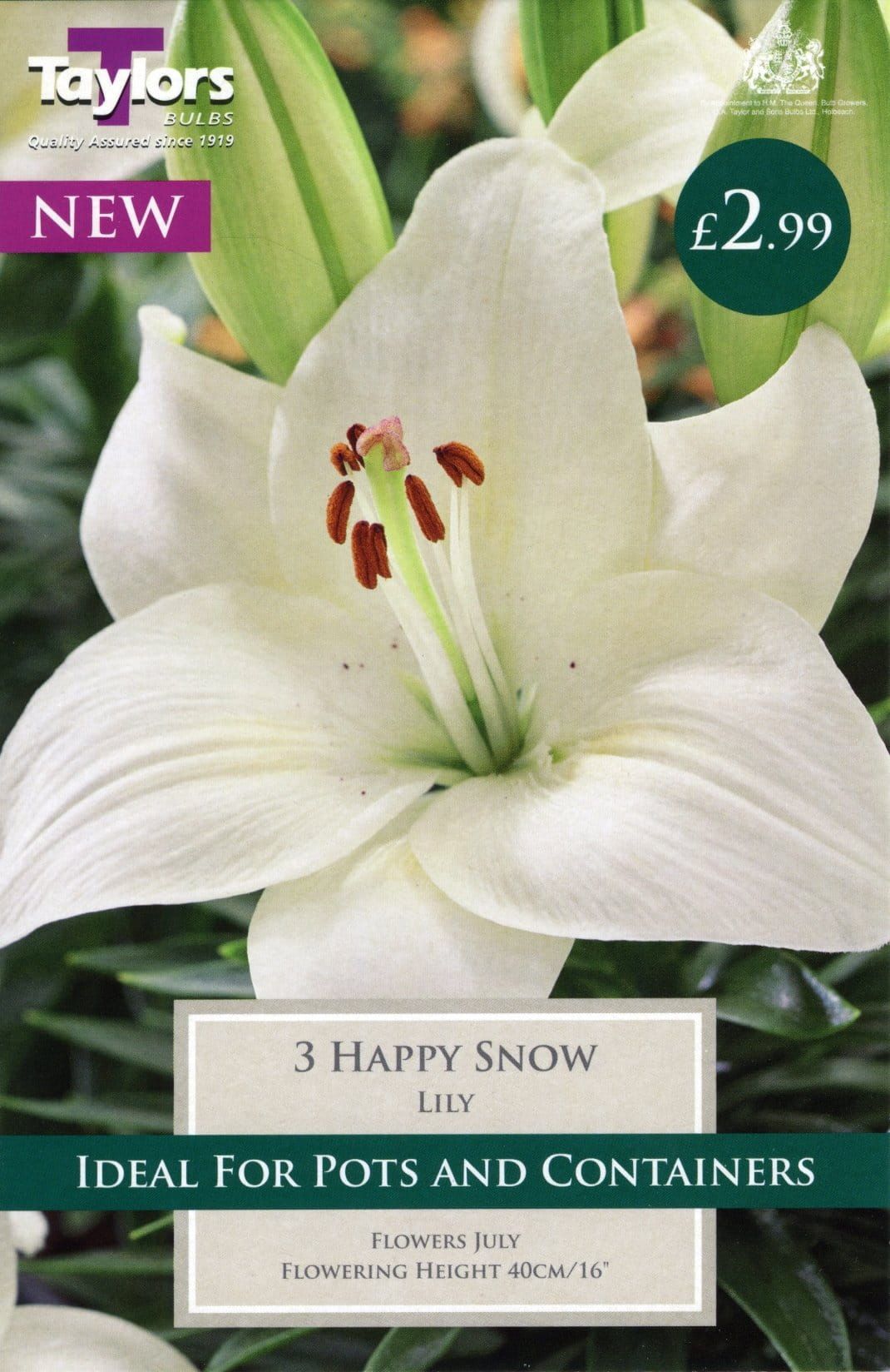 Taylors Flower - Lily - Happy Snow - Patio Pot Lilies - 3 Bulb