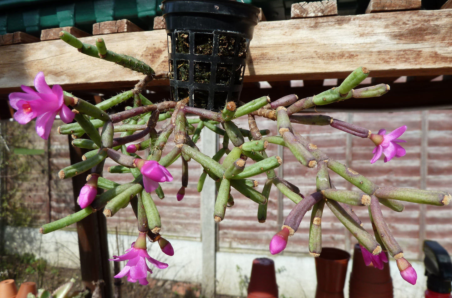 Cactus - Hatiora herminiae Seeds