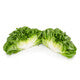 Lettuce Salanova Multi Leaf Hilbert RZ Seeds Hilbert