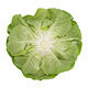 Lettuce Salanova Multi Leaf Hilbert RZ Seeds Hilbert