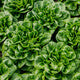 Lettuce Salanova Multi Leaf Hilbert RZ Seeds Hilbert