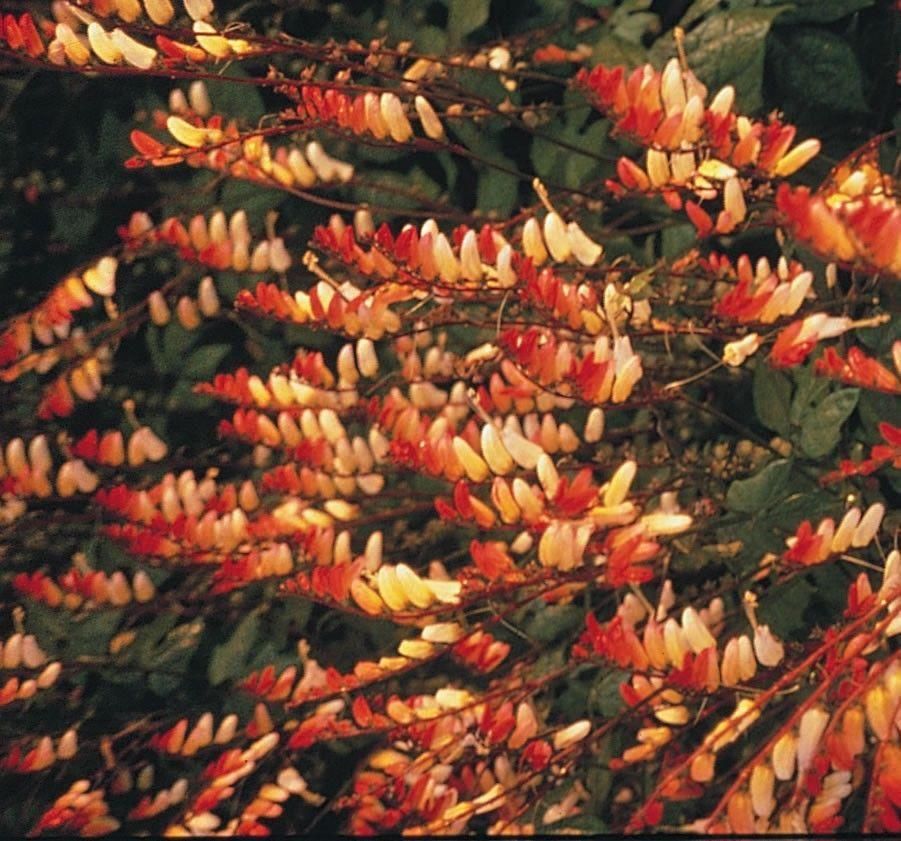 Ipomoea lobata Seeds