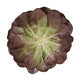 Lettuce Red Butter Multileaf Salanova Klimt RZ - LS10755 Seeds