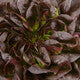 Lettuce Red Butter Multileaf Salanova Klimt RZ - LS10755 Seeds