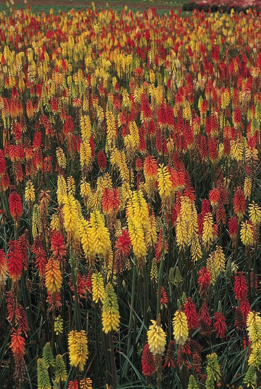 Kniphofia Crown Hybrids Seeds