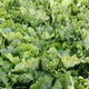 Lettuce Iceberg Kyoto RZ - LS10842 Seeds