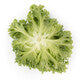 Lettuce Iceberg Lalique RZ - LS10908 Seeds