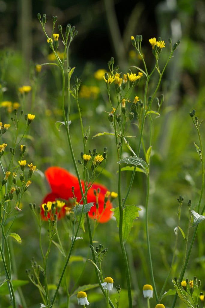 Lapsana Communis Nipplewort Seeds